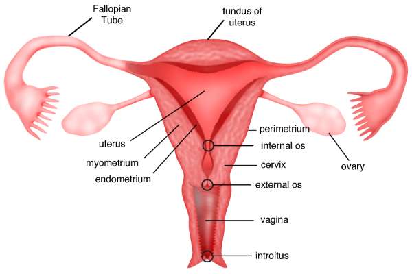Sistem Reproduksi Wanita Dan Fungsinya Penjelasan Lengkap