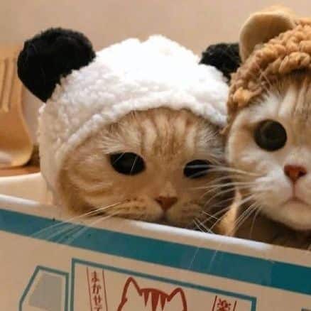 Foto Profil WhatsApp Kucing Couple