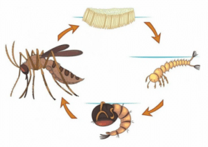 4-Tahap-Siklus-Hidup-Nyamuk-dan-Penjelasan-Lengkapnya