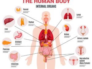 9-Sistem-Organ-Tubuh-Manusia,-Penjelasan-dan-Fungsinya