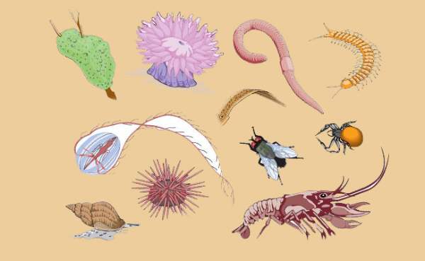 Karakteristik-dan-Ciri-ciri-invertebrata