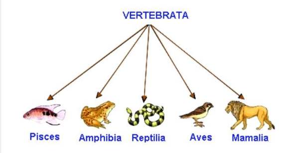Karakteristik-dan-Ciri-ciri-vertebrata