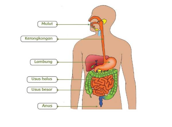 Organ-organ-Sistem-Pencernaan-Manusia-dan-Fungsinya