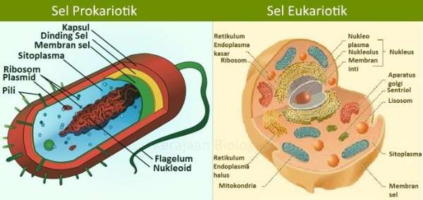 Perbedaan Sel Prokariotik dan Eukariotik (Penjelasan & Tabel)