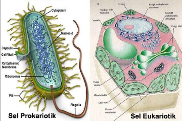 Perbedaan-Sel-Prokariotik-dan-Eukariotik
