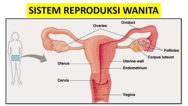 Sekilas-Tentang-Sistem-Reproduksi-Wanita