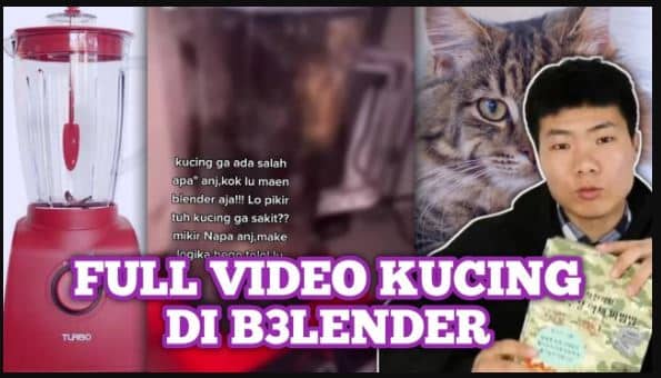link video kucing diblender viral