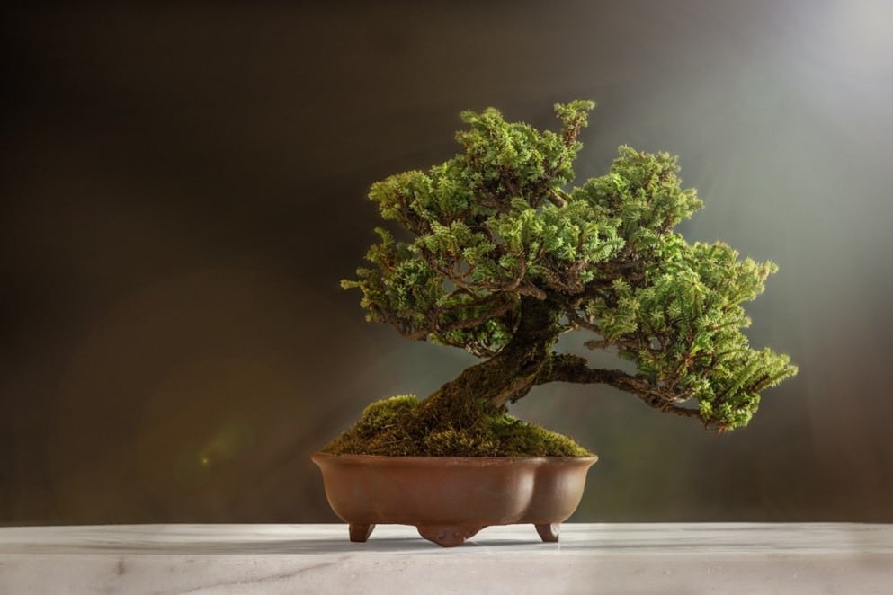 cara merawat tanaman bonsai