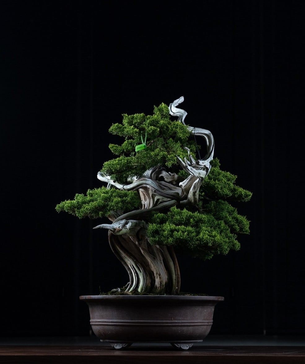 merawat tanaman bonsai